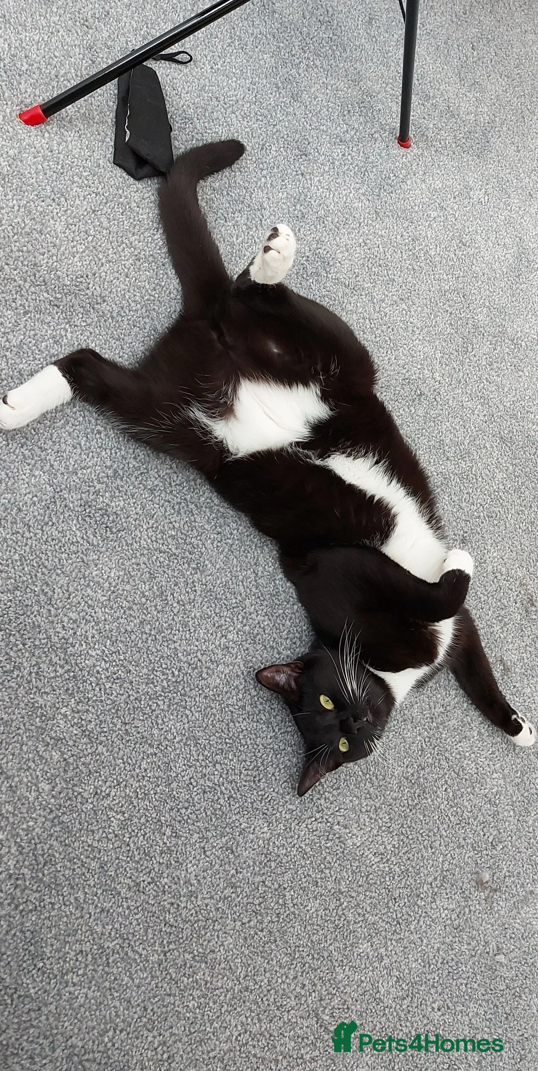 Mixed Breed cats for adoption: Twig  - Advert 3