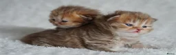 Munchkin cats for sale: Beautiful Golden Chocolate kittens - Advert 1
