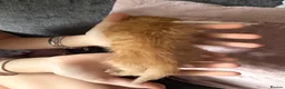 Mixed Breed cats for sale: 1 ginger girl & 3 black & white boy kittens  - Advert 3