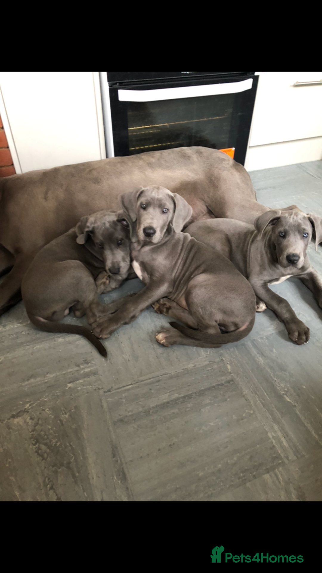Great Dane dogs for sale: Blue Great Dane puppies - Advert 12