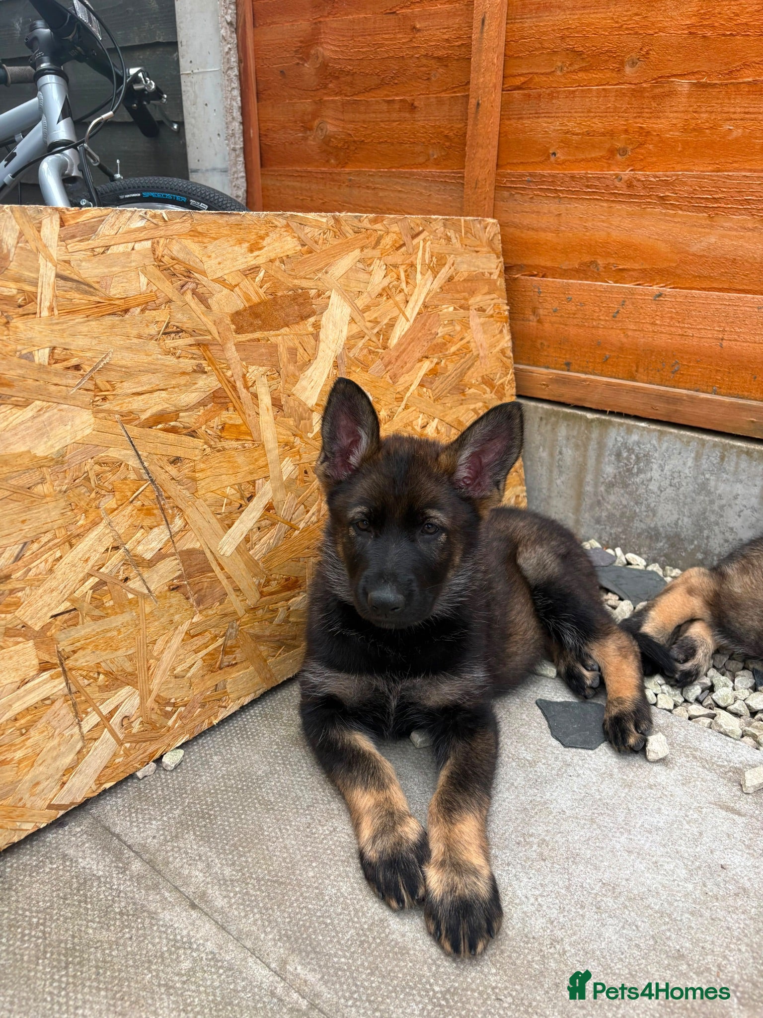 German Shepherd dogs 🐾 READY NOW 🐾 German Shepherd puppies 🐾  - Advert 2