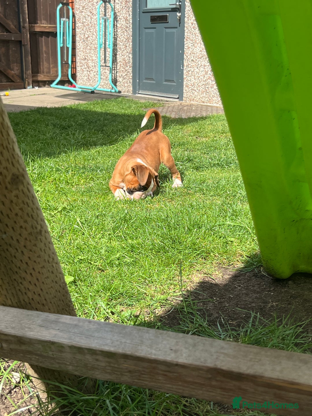 Boxer dogs for sale: Kc Boxer 1 Tailed Girl Left - Image 6