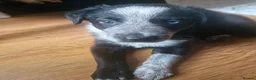 Border Collie dogs for sale: 2 x border collie pups in Runcorn - Advert 2