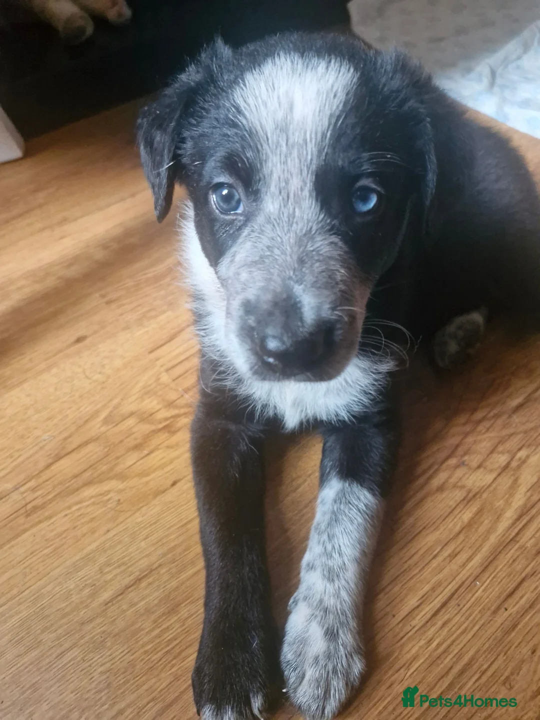 Border Collie dogs for sale: 2 x border collie pups in Runcorn - Advert 2