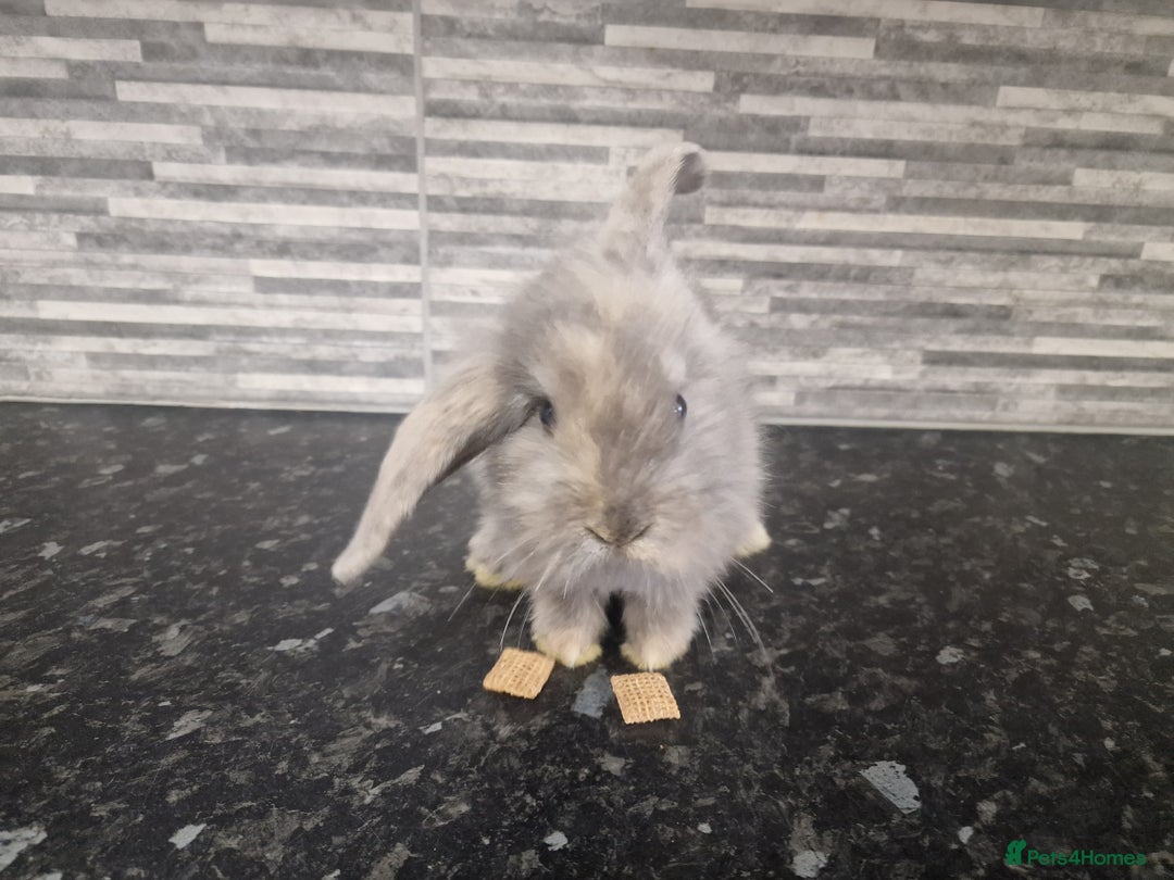 Mini Lion Lop rabbits for sale: Lion lops - Advert 6