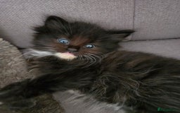 Nebelung cats for sale: 5 stunning nebelung kittens for sale.  - Image 6