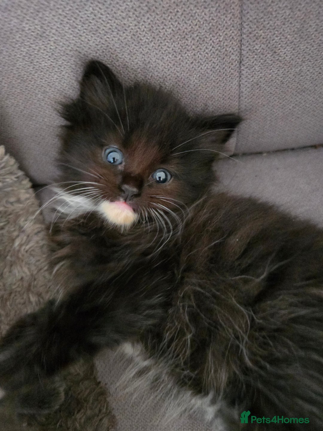 Nebelung cats for sale: 5 stunning nebelung kittens for sale.  - Image 6