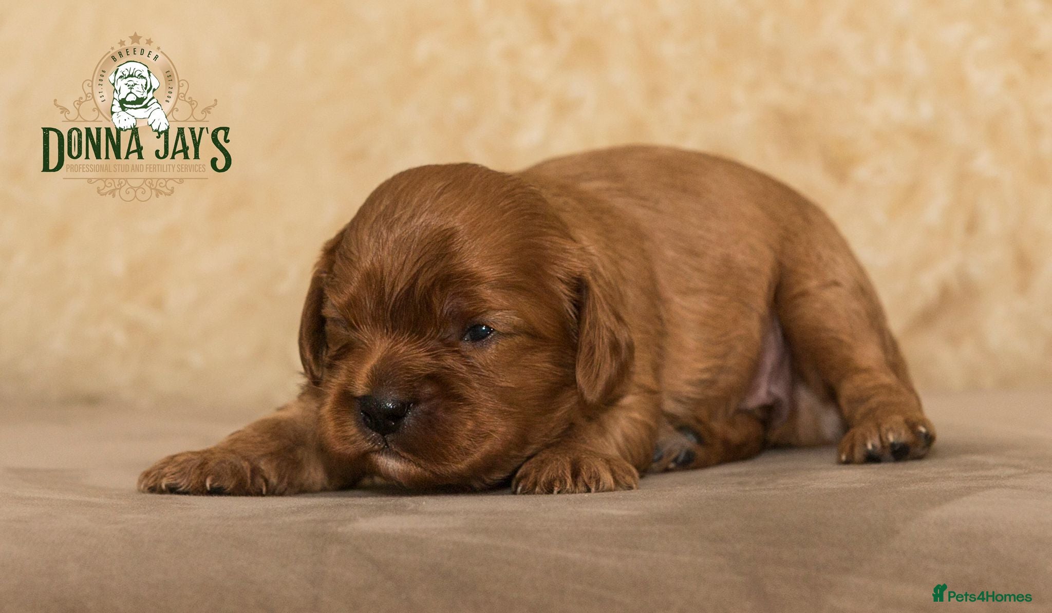 Cavalier King Charles Spaniel dogs Donna Jays Petite Cavaliers 🌟🌟🌟🌟🌟 - Advert 2