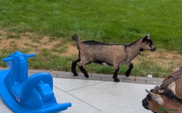 Goats livestock for sale: Baby Pygmy Goats – 2 Girls & 1 Boy (Neutered) - Image 8
