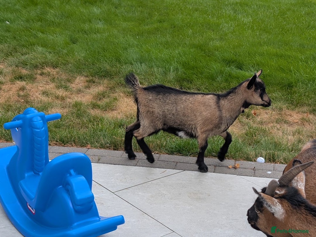 Goats livestock for sale: Baby Pygmy Goats – 2 Girls & 1 Boy (Neutered) - Image 8