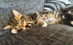 British Shorthair cats for sale: 2 male kittens  - Image 2