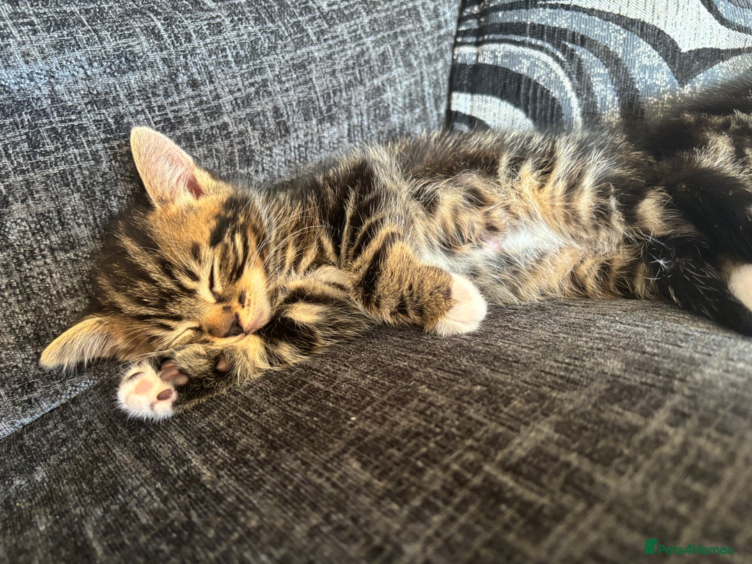 British Shorthair cats for sale: 2 male kittens  - Image 2