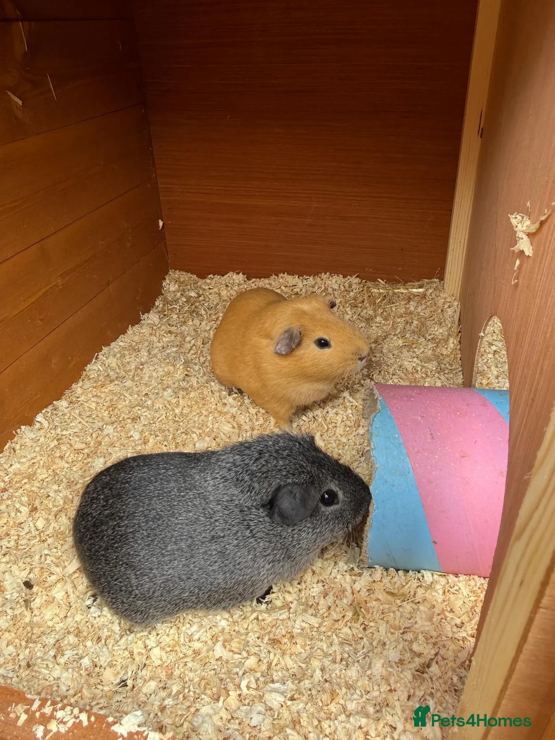 Guinea Pig rodents for sale: 2 x male guinea pigs, very kid friendly in Farnborough - Advert 2