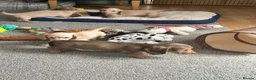 Dachshund dogs for sale: Stunning longhaired creams and shaded cream pups - Advert 7