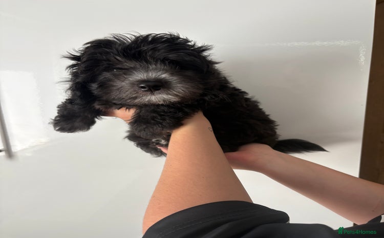 Maltipoo dogs - Advert 1