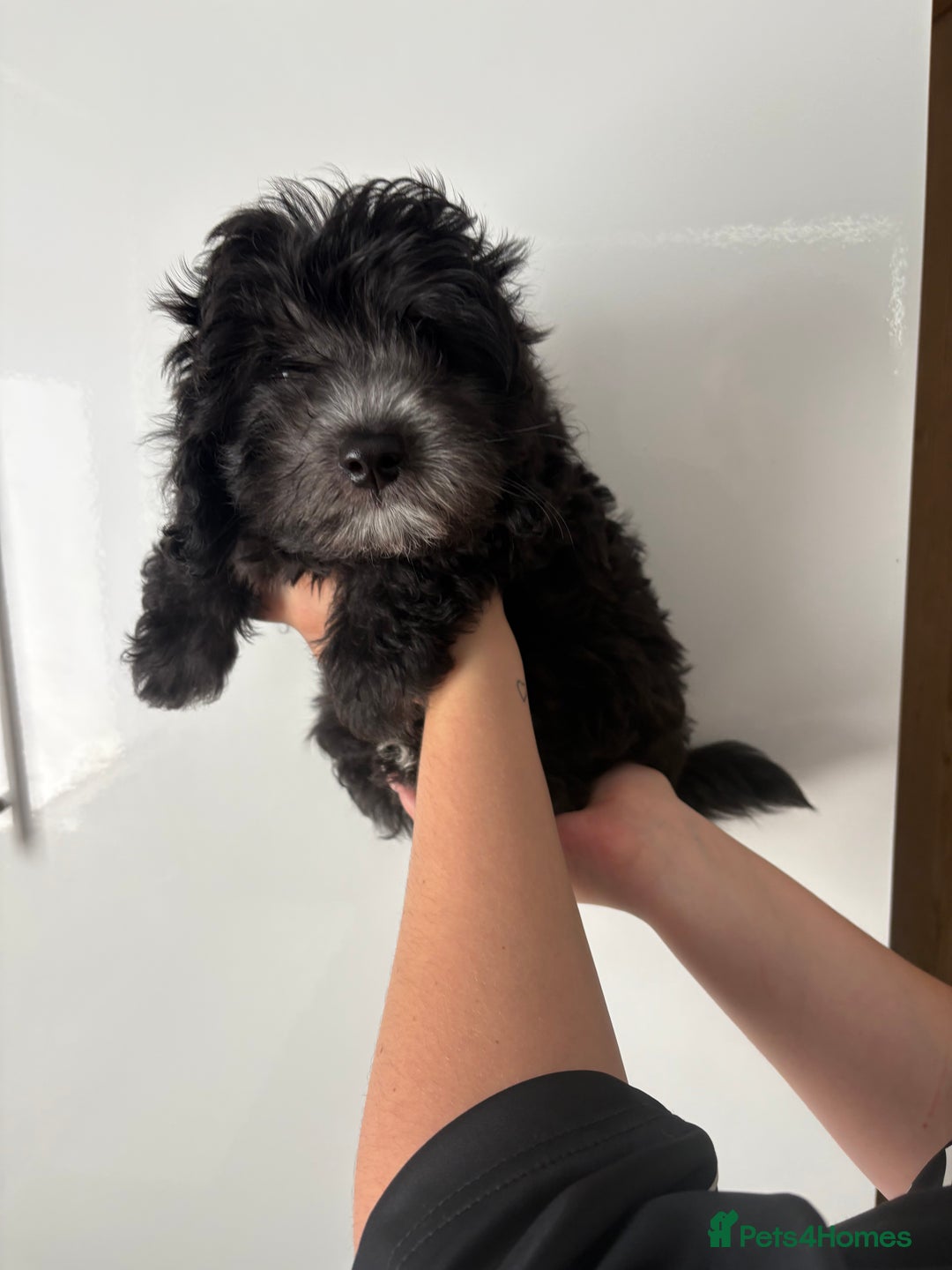 Maltipoo dogs for sale: 🤩 1 stunning male F1 Maltipoo 🤩 - Image 1