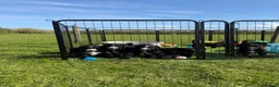 Sheepadoodle dogs for sale: F1 Sheepadoodle Puppies | 5* Licensed Breeder - Advert 11