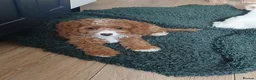 Cavapoo dogs for sale: Reduced..1 truly gorgeous boy left! F1B Cavapoo  - Advert 18