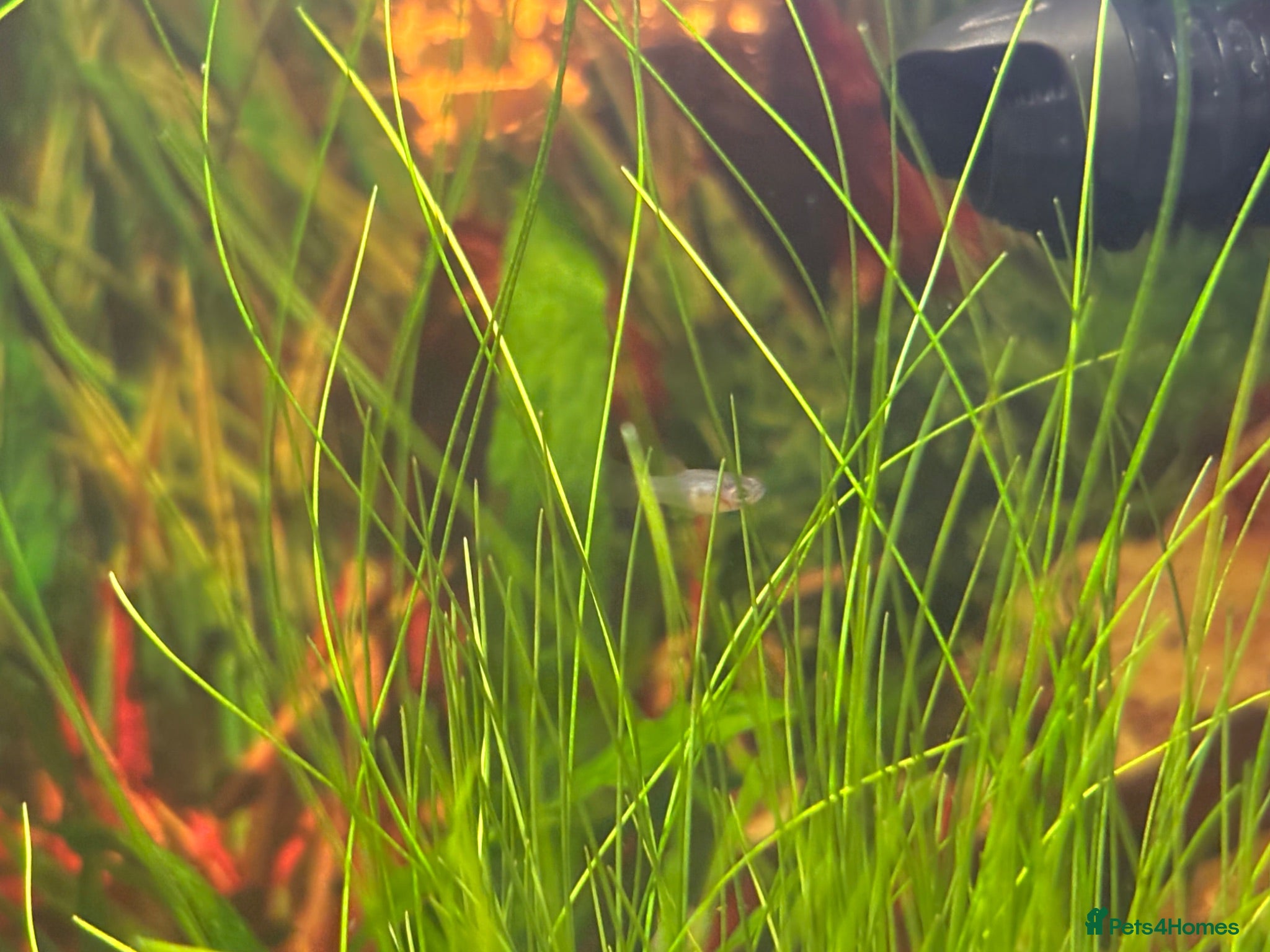 Platies fish Baby fish there should be pics of parents!  - Advert 8