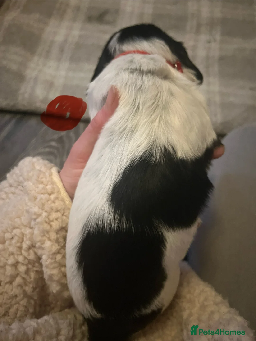 Sprocker dogs for sale: Sprocker spaniel puppies - Advert 15