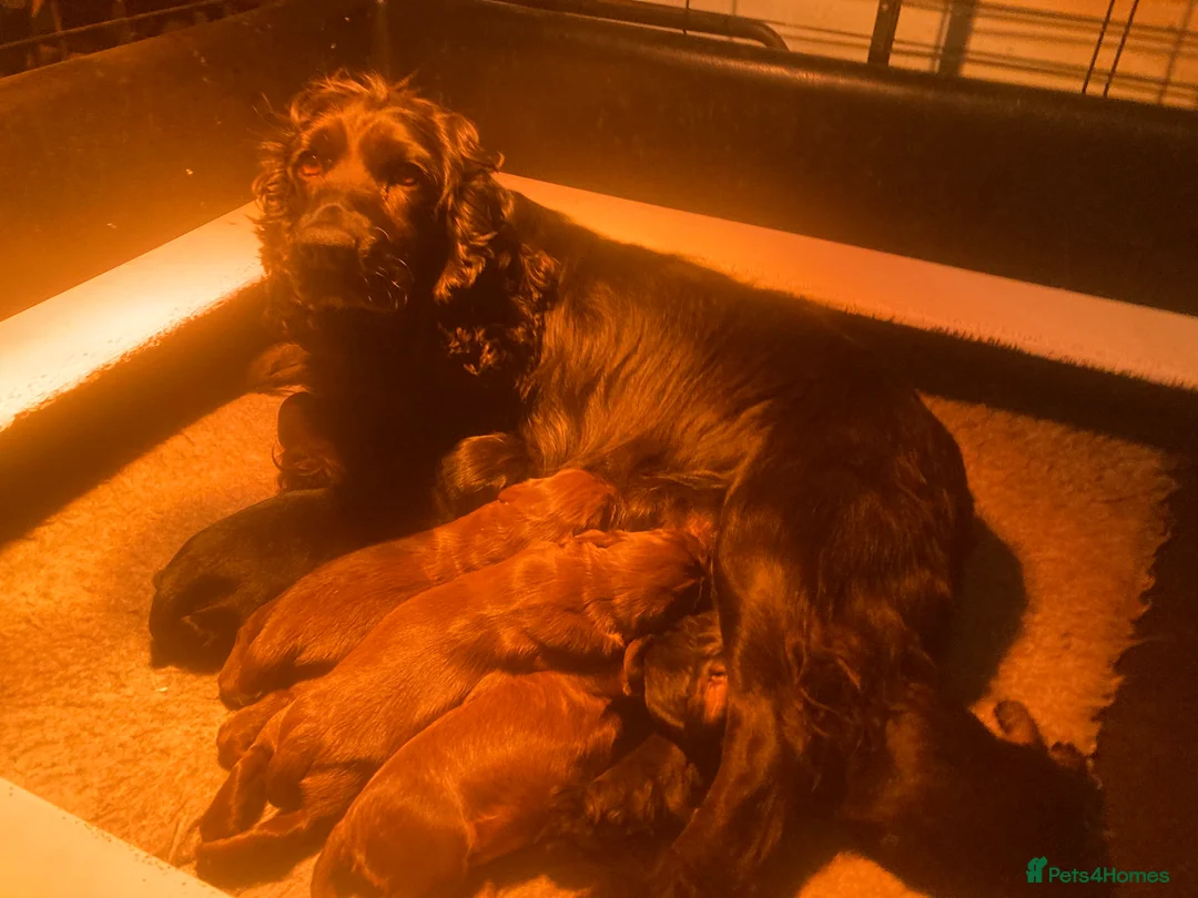 Cocker Spaniel dogs for sale: Quality KC Reg Working Cocker Spaniels - Advert 4