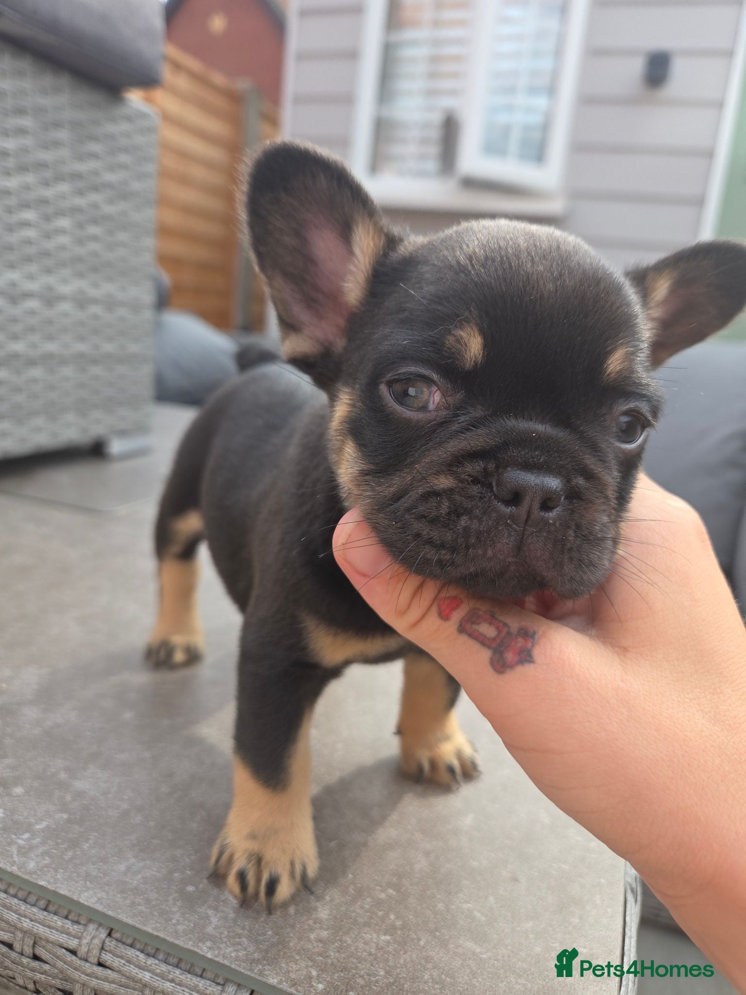French Bulldog dogs French bulldog pups lovely colours  - Advert 2