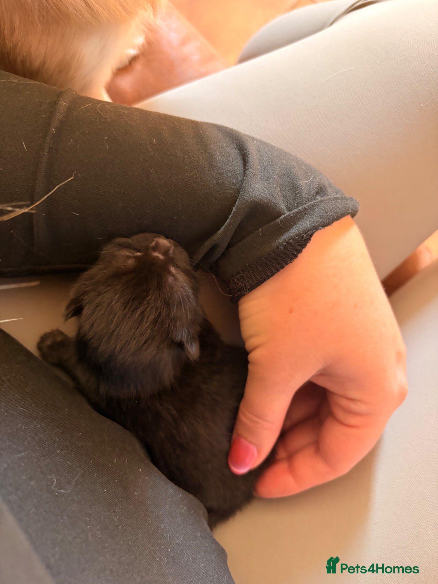 Mixed Breed cats 4 Beautiful & Healthy kittens 3 girls 1 Boy - Advert 11