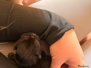 Mixed Breed cats 4 Beautiful & Healthy kittens 3 girls 1 Boy - Advert 11