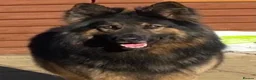 German Shepherd dogs for stud: KC Reg Shadow fully Health Tested at stud - Advert 2