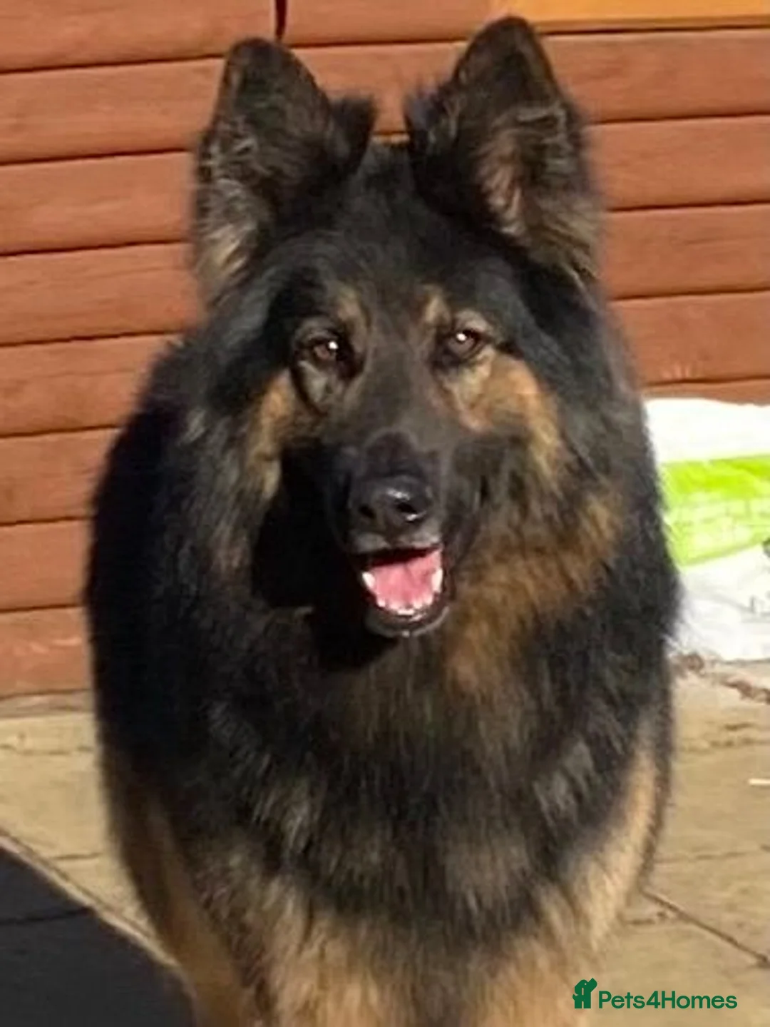 German Shepherd dogs for stud: KC Reg Shadow fully Health Tested at stud - Advert 2