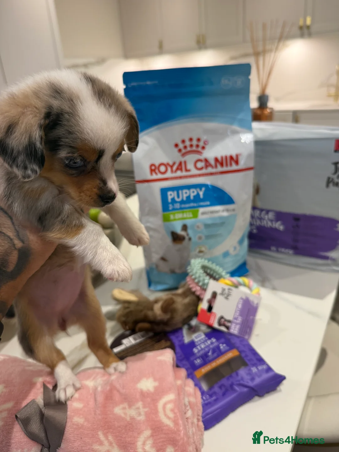 Miniature Dachshund dogs for sale: £650 / ONE LEFT! DECIDED TO SELL OUR KEEPER GIRL - Advert 1