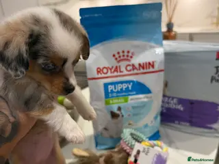 Miniature Dachshund dogs £650 / ONE LEFT! DECIDED TO SELL OUR KEEPER GIRL - Advert 9