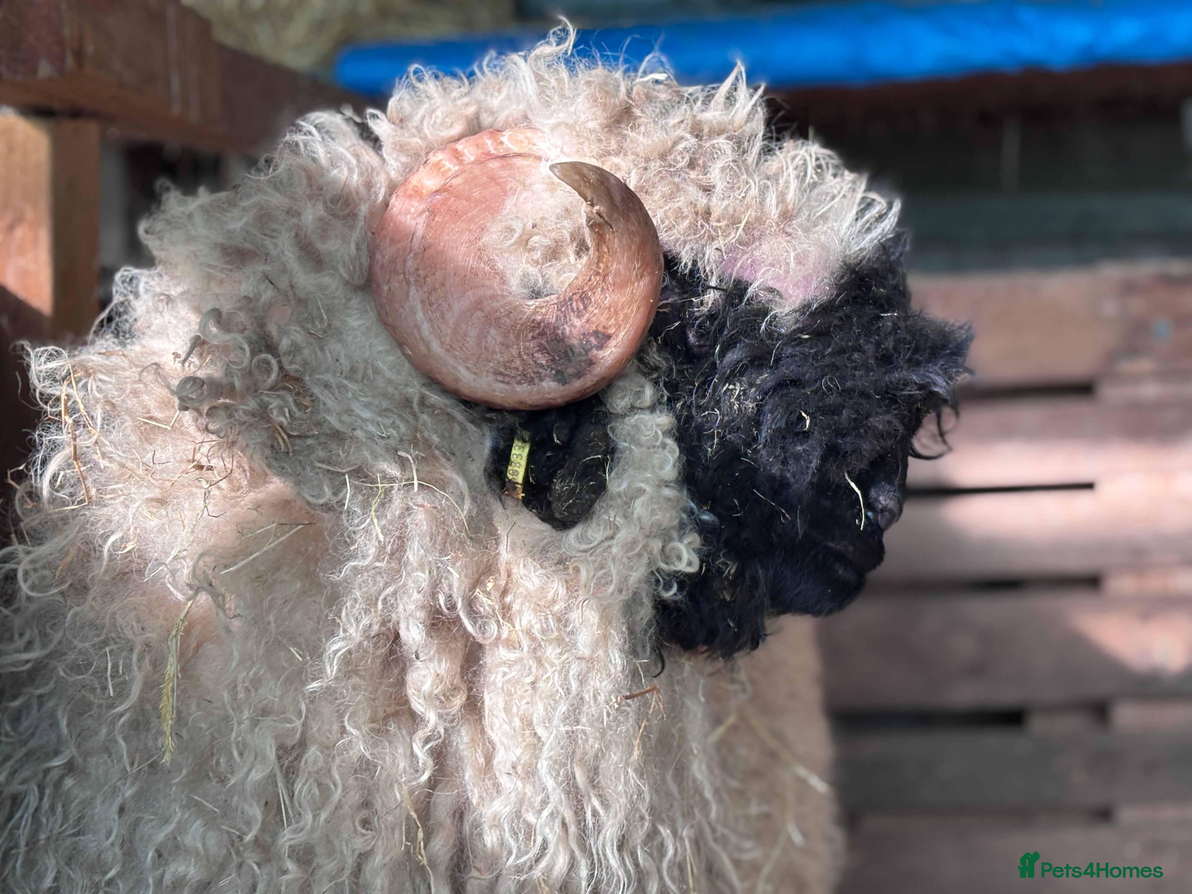 Sheep livestock Valais Blacknose available  - Advert 1