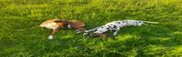 Mixed Breed dogs for sale: Dalmatian x boxer puppies - Advert 9