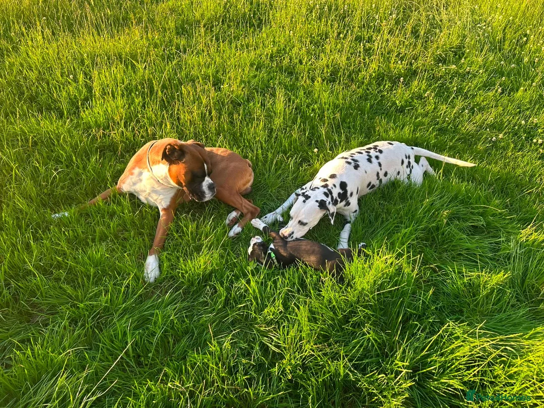 Mixed Breed dogs for sale: Dalmatian x boxer puppies - Advert 9