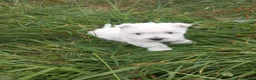 West Highland Terrier dogs for sale: Wonderful West Highland White Terrier Girl Puppy - Advert 6
