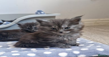 Maine Coon cats Pedigree Smoke Russian Line Mainecoons - Advert 12