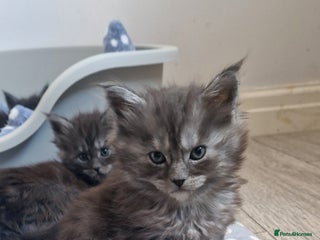 Maine Coon cats Pedigree Smoke Russian Line Mainecoons - Advert 4