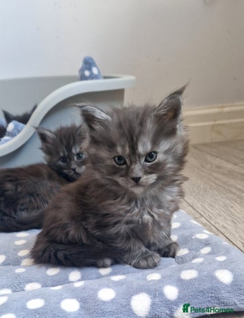 Maine Coon cats Pedigree Smoke Russian Line Mainecoons - Advert 5