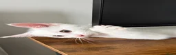Ragdoll cats for sale: 3 Month ADORABLE 1/4 Ragdoll White Cat MALE - Advert 5