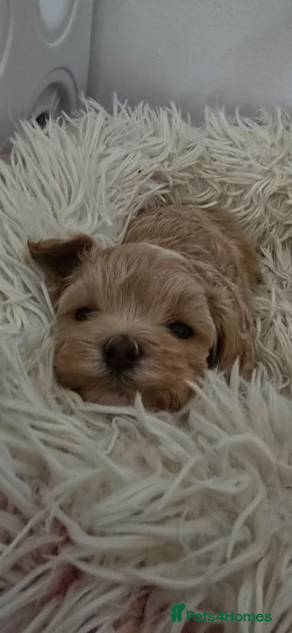 Maltipoo dogs for sale: 😍 You Will Fall in Love! Tiny Maltipoo Puppies 💕 - Advert 1