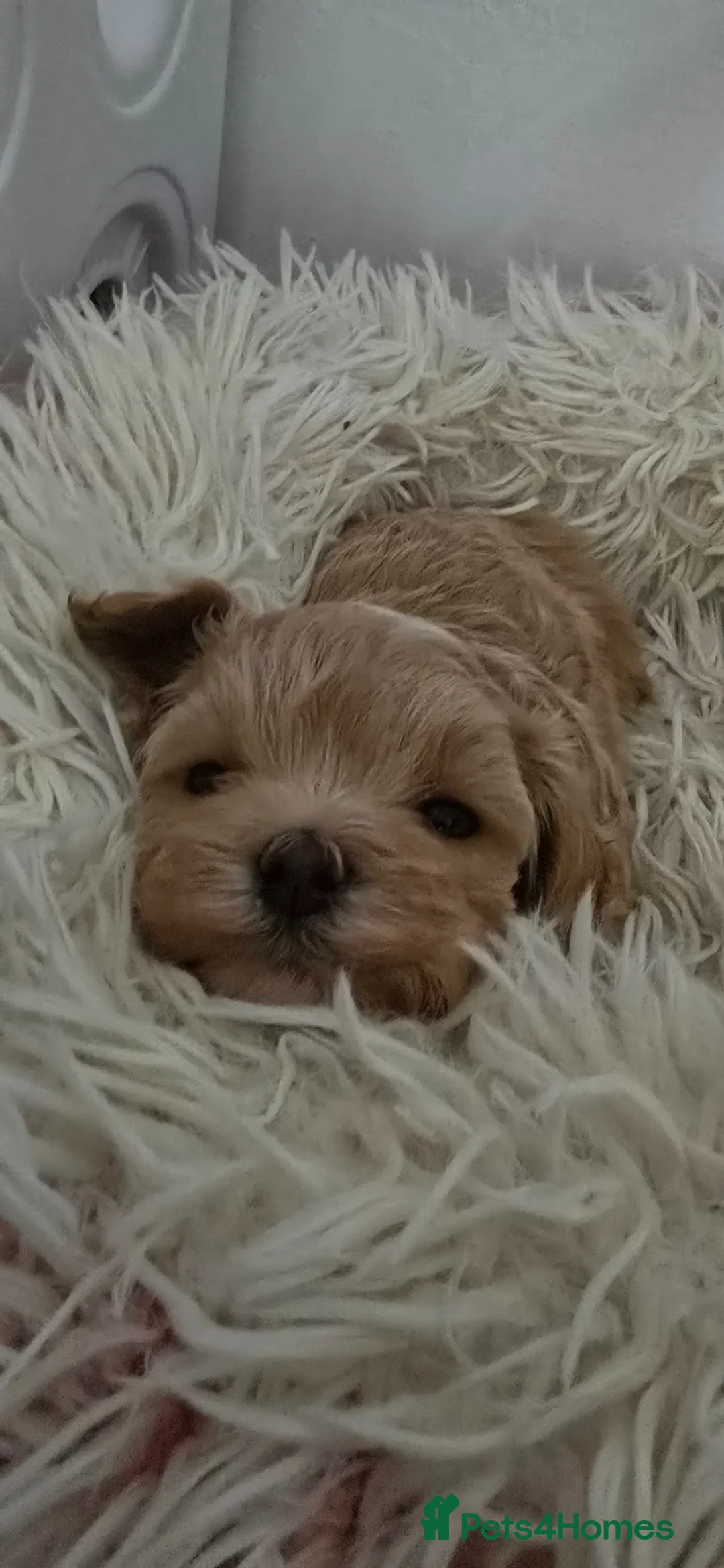 Maltipoo dogs for sale: 😍 You Will Fall in Love! Tiny Maltipoo Puppies 💕 - Advert 1