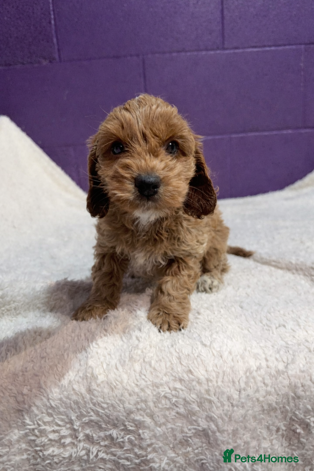 Cockapoo dogs Gorgeous F1 Cockapoo puppies! - Advert 2