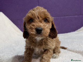 Cockapoo dogs Gorgeous F1 Cockapoo puppies! - Advert 2