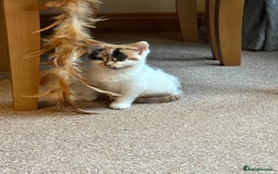 Domestic Shorthair cats for sale: Gorgeous pair of fostered kittens  - Image 3