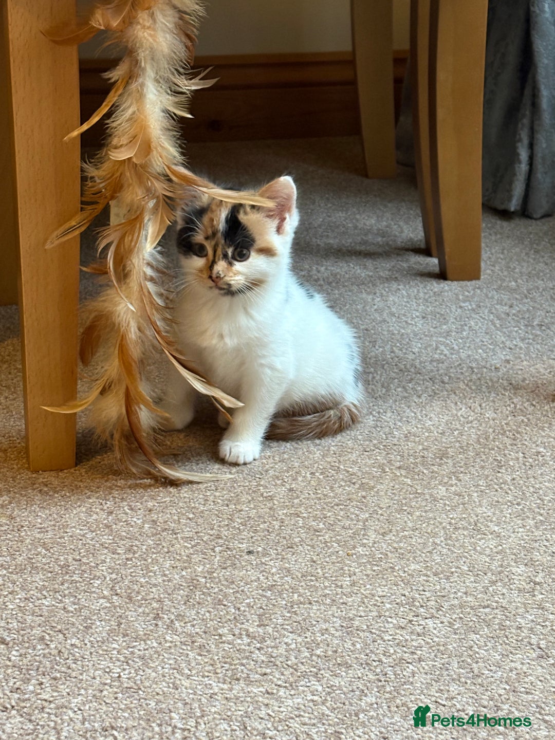 Domestic Shorthair cats for sale: Gorgeous pair of fostered kittens  - Image 3