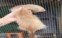 Ferret rodents for sale: Full and semi angora ferrets READY NOW - Image 6