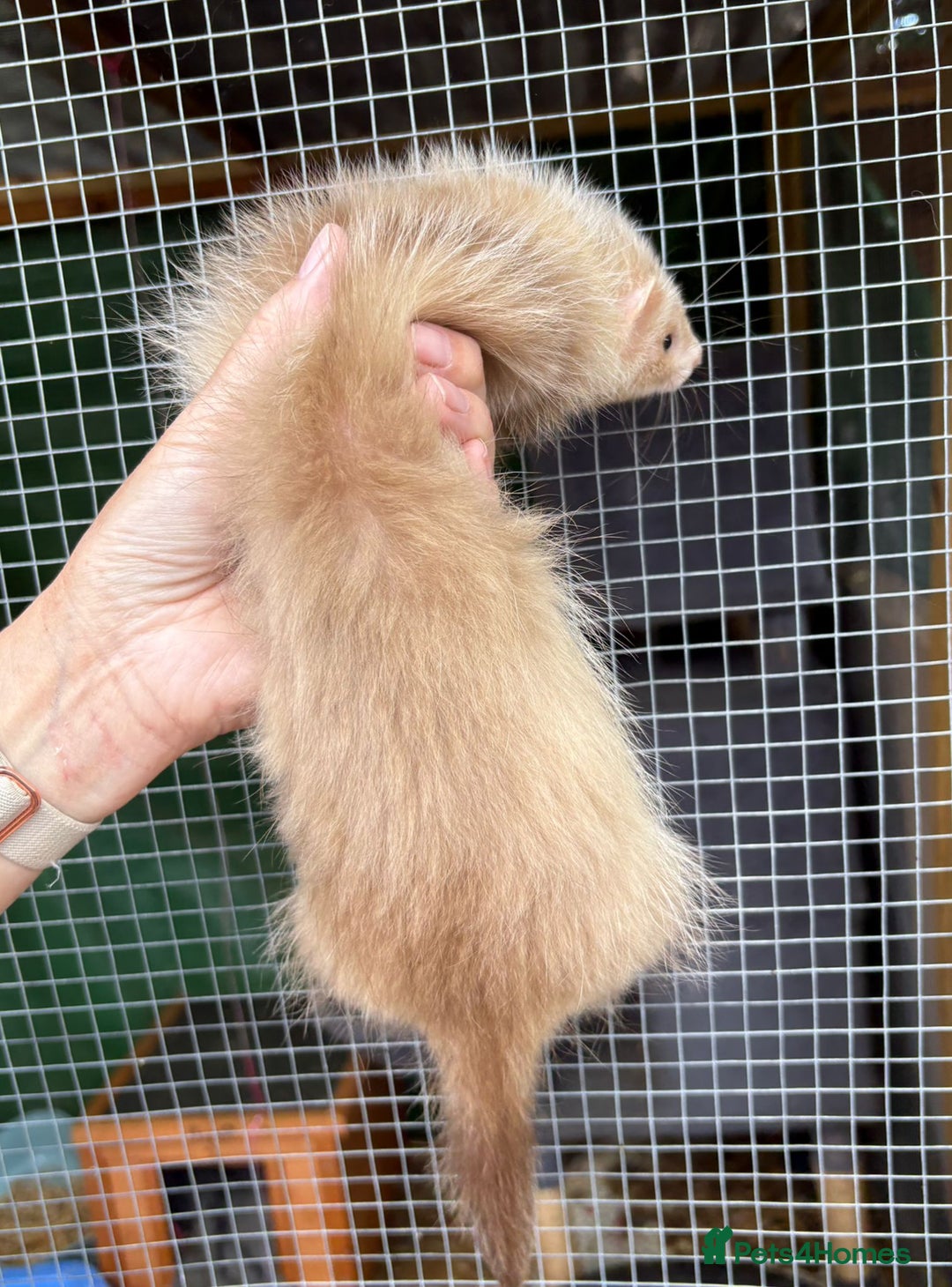 Ferret rodents for sale: Full and semi angora ferrets READY NOW - Image 6