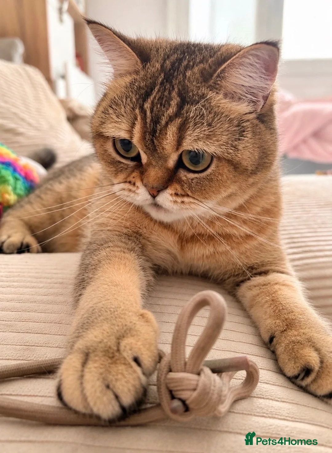 British Shorthair cats for sale: Cute Golden Shaded Female British Shorthair - Advert 12