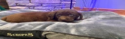 Labrador Retriever dogs for sale: Chocolate Labrador Puppies - Advert 5
